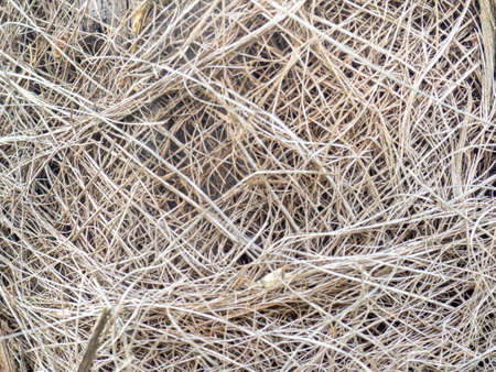 Shaggy trunk of a palm tree from a close distance. brown background. Nature. Palm stalk.の写真素材