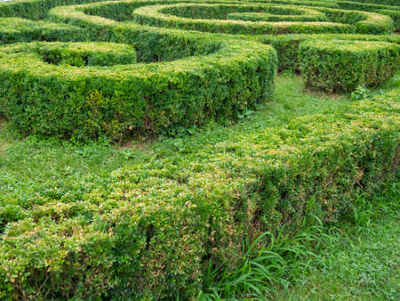 Bush maze. decoration in the park. entertainment for children. trimmed bushesの写真素材