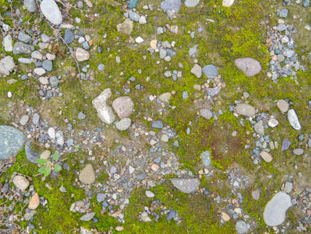 Background from earth, stones and moss. ground under your feet. pattern. background from natural elements.の写真素材