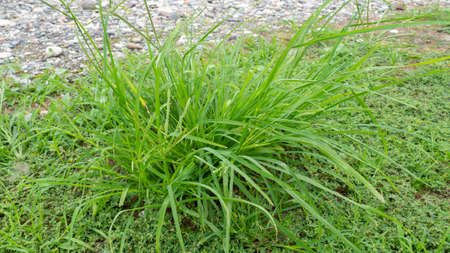 Growing grass. Sedge family. Grass spikes. green plant. Natureの写真素材