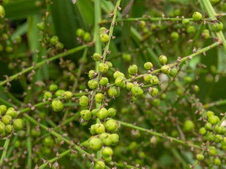 green palm seeds. Seeds on the tree. Peas on a palm tree. plant in the south.の写真素材
