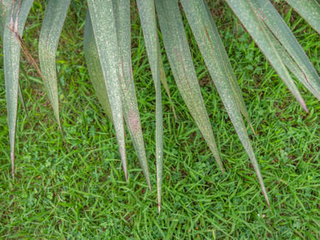 Foliage of a palm tree on a background of grass. plants and nature. The greenery of the park. sharp leavesの写真素材