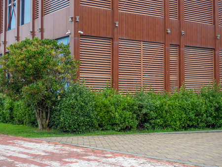 Landscaping. Trimmed bushes against the background of the facade of a modern house. beautiful wall. garden. back yard.の写真素材