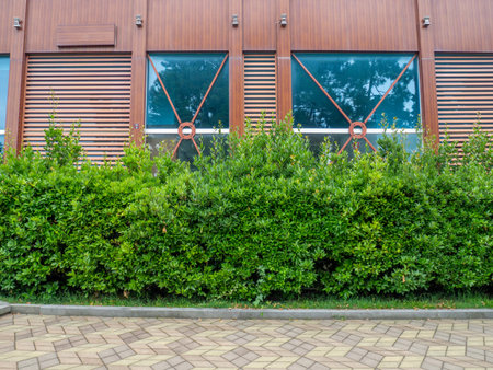 Landscaping. Trimmed bushes against the background of the facade of a modern house. beautiful wall....