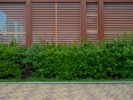 Landscaping. Trimmed bushes against the background of the facade of a modern house. beautiful wall. garden. back yard.の写真素材