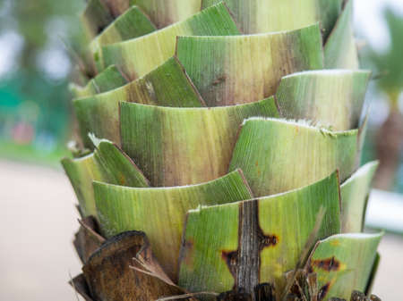 palm tree trunk. tree bark. southern tree trunk. Nature. treecare. leaf cutの写真素材