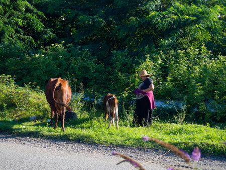 Batumi, Georgia. 25/07/2022 A cow grazes on the outskirts of the city with a shepherd. countryside. The cows are walking along the road. outback. Grazing in an urban environment. Cattle breeding. country lifeのeditorial素材
