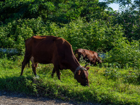 A cow grazes on the outskirts of the city. countryside. The cows are walking along the road. There is no shepherd. outback. Grazing in an urban environmentの写真素材