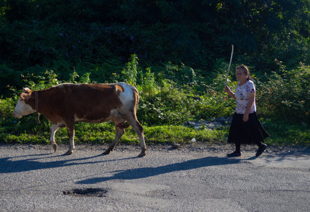 Batumi, Georgia. 25/07/2022 A cow grazes on the outskirts of the city with a shepherd. countryside. The cows are walking along the road. outback. Grazing in an urban environment. Cattle breeding. country lifeのeditorial素材