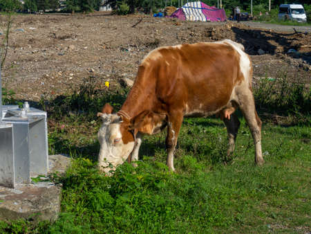 A cow grazes on the outskirts of the city. countryside. The cows are walking along the road. There is no shepherd. outback. Grazing in an urban environmentの写真素材