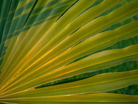 thin long palm leaves. Background from plants. beach. palm leaves at sunset.の写真素材
