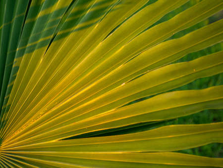 thin long palm leaves. Background from plants. beach. palm leaves at sunset.の写真素材