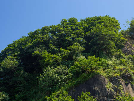 rocky hill covered with forest. natural landscape. Beautiful cliff. mountainの写真素材