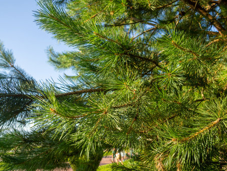 Pine branch with needles close-up. Foliage of a coniferous tree. natural pattern. Aromaの写真素材