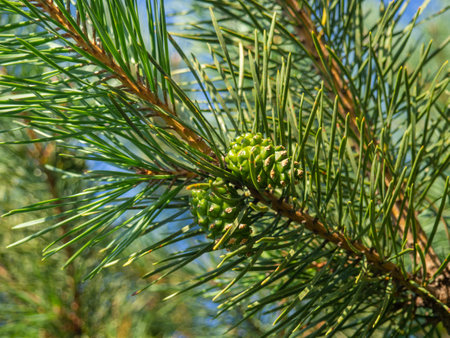 Young green pinecone. Pine branch with needles close-up. Foliage of a coniferous tree. natural pattern. Aromaの写真素材