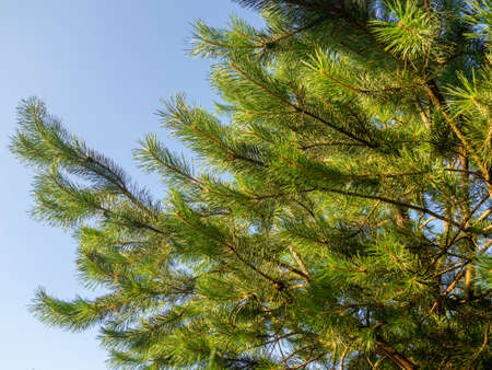 Pine branch with needles close-up. Foliage of a coniferous tree. natural pattern. Aromaの写真素材