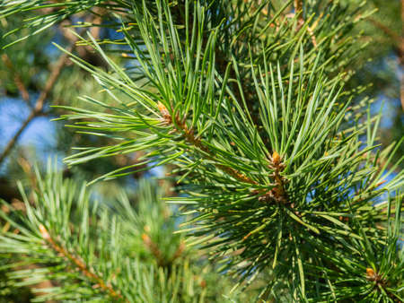 Pine branch with needles close-up. Foliage of a coniferous tree. natural pattern. Aromaの写真素材