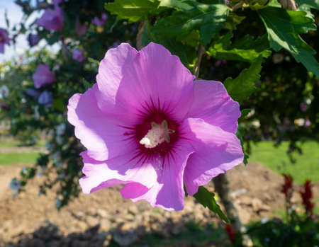 Beautiful pink flower. Flowering of southern plants. Bush with a flower. large petals. blooming gardenの写真素材