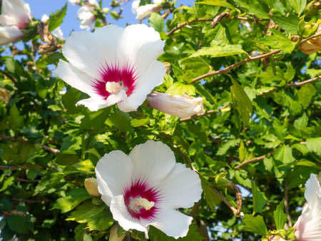 Beautiful pink flower. Flowering of southern plants. Bush with a flower. large petals. blooming gardenの写真素材