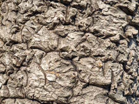 Wrinkled bark of a southern tree. beautiful texture. Curvy lines. natural background. tree bark concept.の写真素材