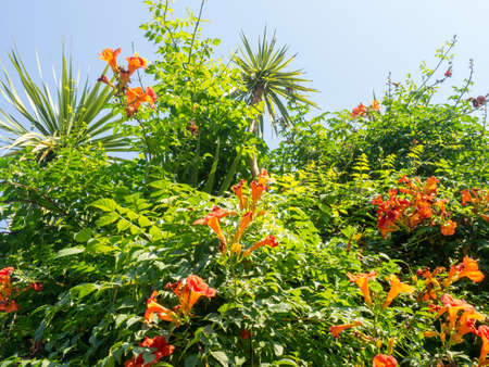 Red flowers on a bush. beautiful garden. element of nature. Bloomの写真素材