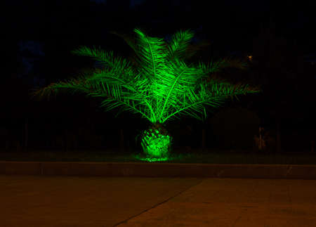 The palm tree is illuminated with green light. park in the evening. Element. beautiful backlightの写真素材
