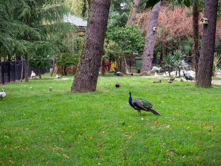 Peacock with folded tail on the lawn in the city park. little zoo. Aviary for birds. beautiful birds.の写真素材