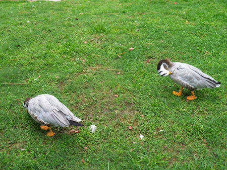 Birds in the park. Waterfowl on the lawn. park area. Zoo in the cityの写真素材