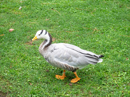 Birds in the park. Waterfowl on the lawn. park area. Zoo in the cityの写真素材