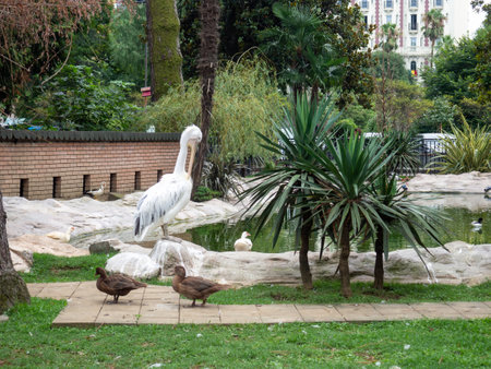 Birds in the park. Waterfowl on the lawn. park area. Zoo in the city. Pelicanの写真素材