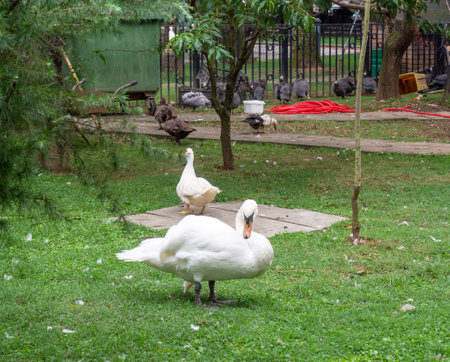 Birds in the park. Waterfowl on the lawn. park area. Zoo in the cityの写真素材