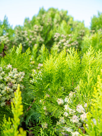 Background from coniferous leaves. Cypress cones. Cypress needles. beautiful natural background. Pine needle concept. Nuts on the tree. Bushの写真素材