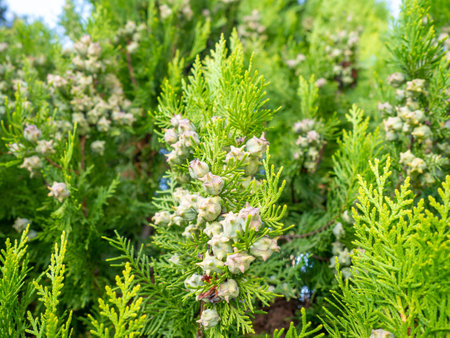 Background from coniferous leaves. Cypress cones. Cypress needles. beautiful natural background. Pine needle concept. Nuts on the tree. Bushの写真素材