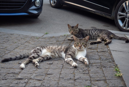 Gray cats lie on the street. living in the city. Cats on the cobblestones look at the camera. Cute...