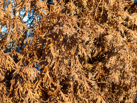 Withered coniferous bushes. Falling coniferous tree. Background from yellow branches. Foliage. late autumn in the southの写真素材