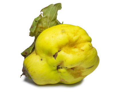 Quince on a white background. Unusually shaped fruit. Ugly quince. Fruit isolate with leaflets. uneven shape. healthy diet. Ingredient for jam. Harvest from a tree.の写真素材
