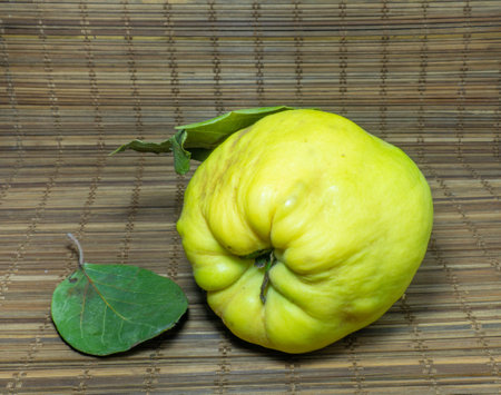Ripe quince on the table close-up. Unusually shaped fruit. An ugly rotting quince. fruit with leaves. uneven shape. healthy diet. Ingredient for jam. Harvest from a tree.の写真素材