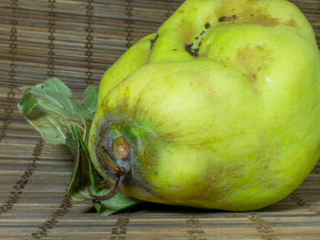 Ripe quince on the table close-up. Unusually shaped fruit. An ugly rotting quince. fruit with leaves. uneven shape. healthy diet. Ingredient for jam. Harvest from a tree.の写真素材