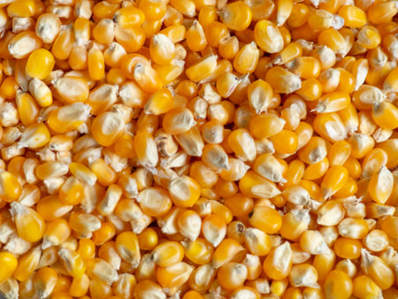 Corn background. Corn grains on the counter. Yellow background from food ingredient. Caloric nutrition. Ingredient for porridge.の写真素材