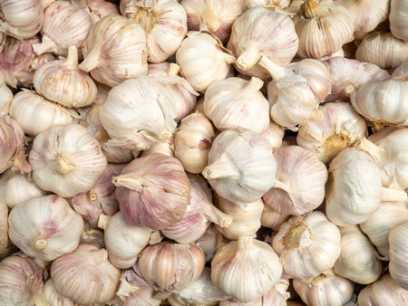 Lots of cloves of garlic. Background of garlic bulbs. assortment. Counter in the market. Choice of food for lunch. spicy seasoningの写真素材