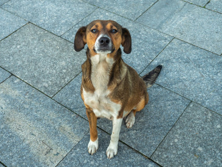 homeless dog looks with a devoted look. The dog sits on the pavement. Animals on the street
