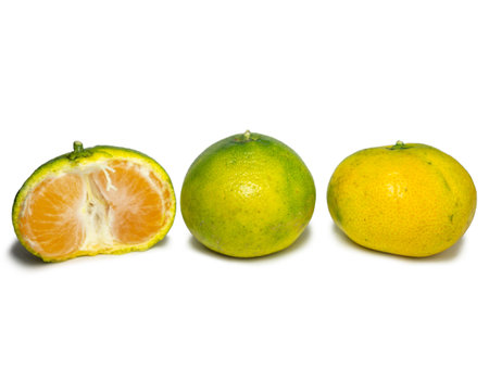 Unripe tangerines. Peeling a tangerine. Green fruit on a white background. Sour ingredient. Citrus isolate. sliced and whole. Useful fruit.の写真素材