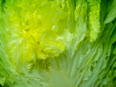 Lettuce cut in half. Stump. A bunch of useful grass. plant isolate. Lunch component. Healthy food ingredient. Lettuce leaves. Juicy greens.の写真素材