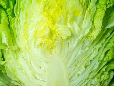 Lettuce cut in half. Stump. A bunch of useful grass. plant isolate. lunch component. Healthy food ingredient. Lettuce leaves. Juicy greens.の写真素材