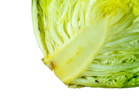 Lettuce cut in half. Stump. A bunch of useful grass. plant isolate. lunch component. Healthy food ingredient. Lettuce leaves. Juicy greens.の写真素材