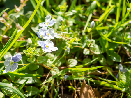 Grass in the spring sunshine with white flowers. background from plants. lawn. spring nature. close-upの写真素材