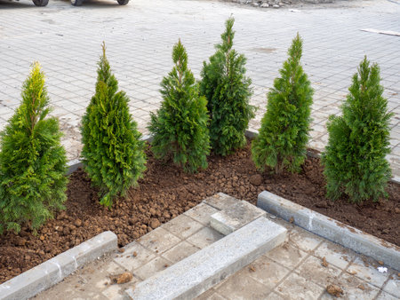 Planted young cypresses. Landscaping of the new park. greening the city. construction works. street renovation.の写真素材