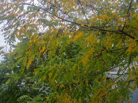 Autumn leaves against a bright sky. Diffuse morning light. yellowed southern treeの写真素材