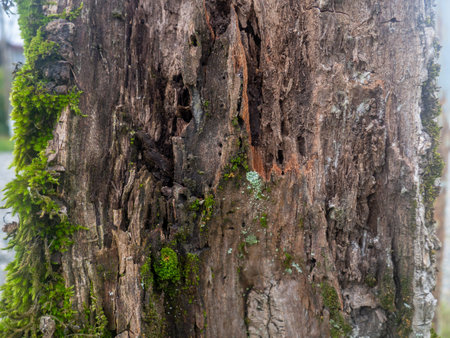 Palm tree bark in moss. Moss on the bark of an old tree. Botany. Organics.の写真素材