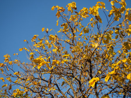 Top of a tree with yellow sparse leaves. autumn is coming Yellow leaves against the blue sky. autumn conceptの写真素材